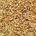 麦芽 麦芽统货 产地 山东省